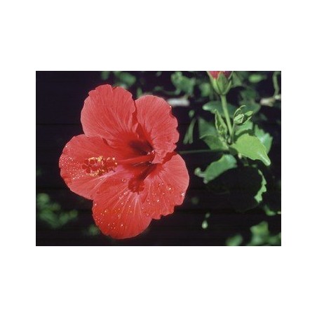 Hibiscus  7,5-30 ml.