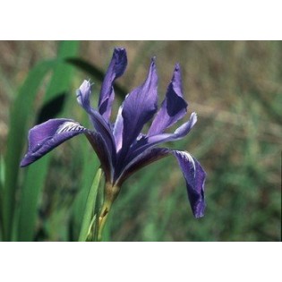Iris - Lirio 7,5-30 ml.
