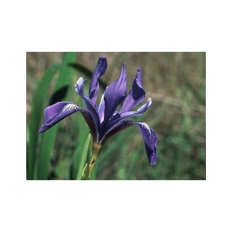 Iris - Lirio 7,5-30 ml.