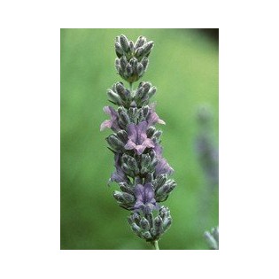 Lavender  7,5-30 ml.