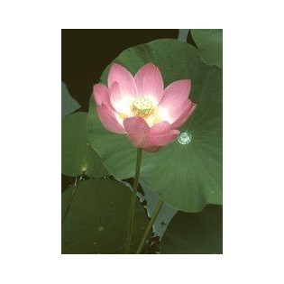 Lotus 7,5-30 ml.