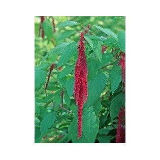 Love-lies Bleeding 7,5-30 ml.