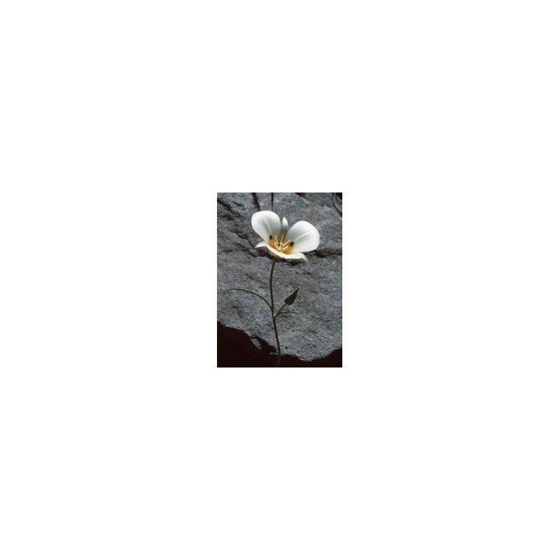 Mariposa Lily - Lirio Mariposa 7,5-30 ml.