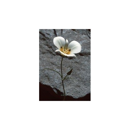 Mariposa Lily - Lirio Mariposa 7,5-30 ml.