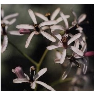 Arbol del Paraiso 10 ml.