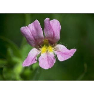 Pink Monkey Flower 7,5-30 ml.