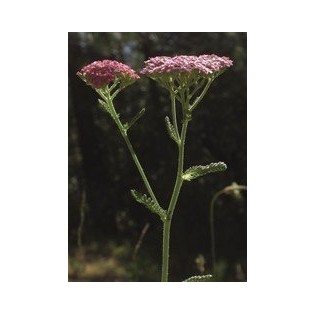 Pink Yarrow 7,5-30 ml.