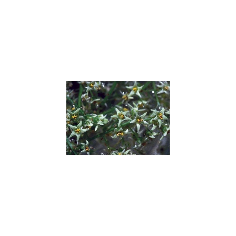 Poison Oak 7,5-30 ml.