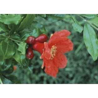 Pomegranate - Granada 7,5-30 ml.