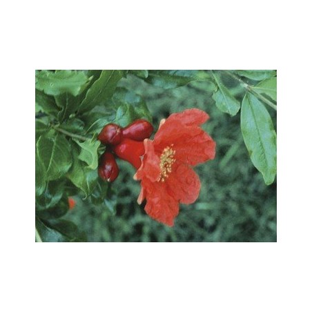 Pomegranate - Granada 7,5-30 ml.