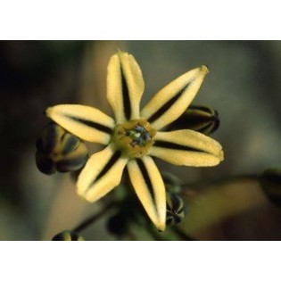 Pretty Face 7,5-30 ml.