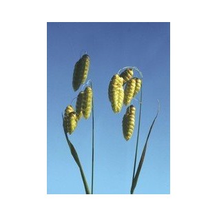 Quaking Grass 7,5-30 ml.