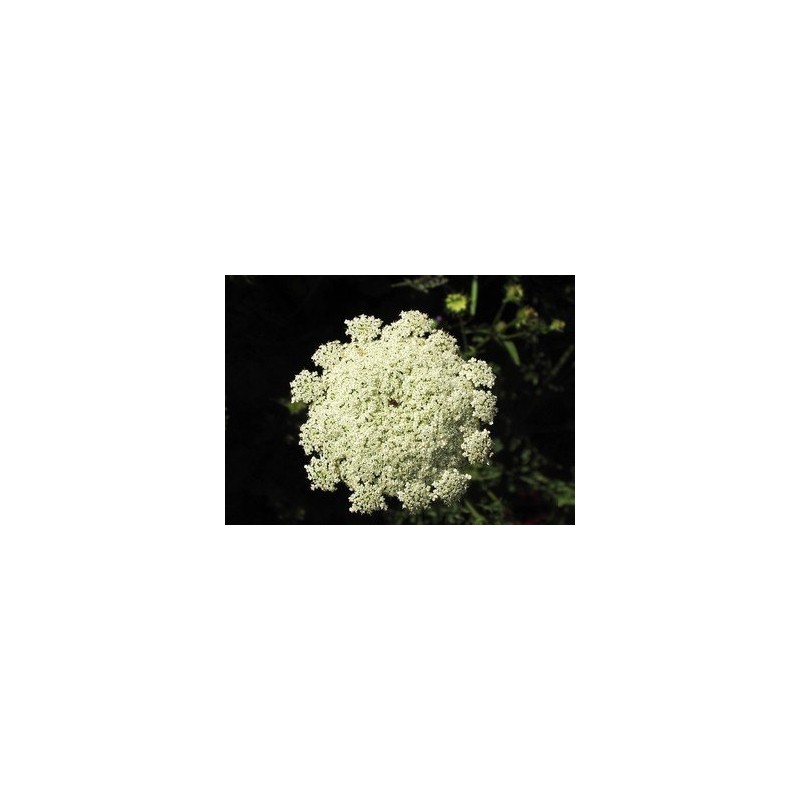 Queen Anne's Lace  7,5-30 ml.