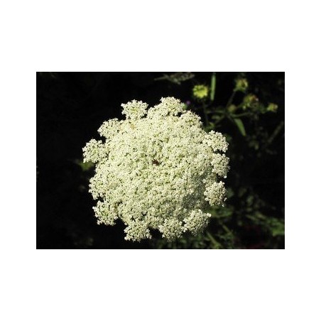 Queen Anne's Lace  7,5-30 ml.