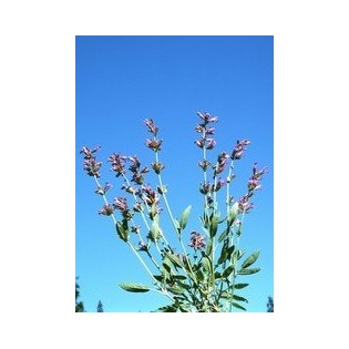 Sage - Salvia 7,5-30 ml.