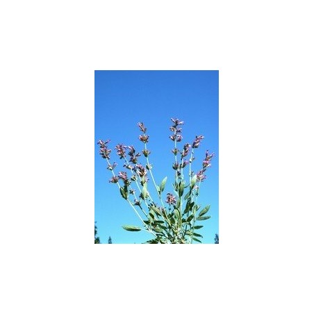 Sage - Salvia 7,5-30 ml.