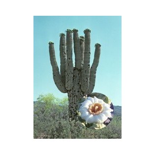 Saguaro 7,5-30 ml.