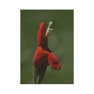 Scarlet Monkey Flower 7,5-30 ml.