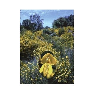 Scotch Broom 7,5-30 ml.