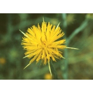 Star Thistle 7,5-30 ml.
