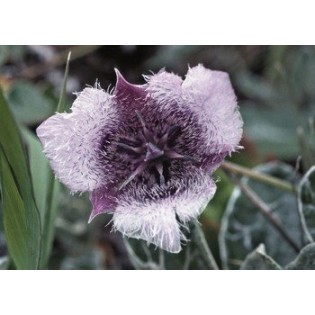 Star Tulip 7,5-30 ml.