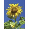 Sunflower - Girasol 7,5-30 ml.