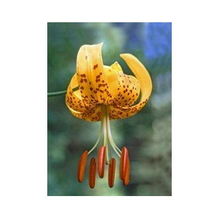 Tiger Lily 7,5-30 ml.