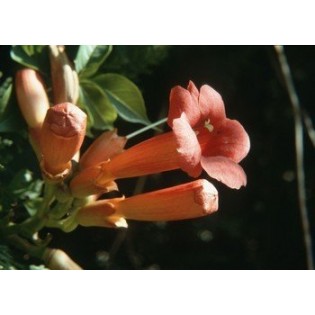 Trumpet Vine 7,5-30 ml.