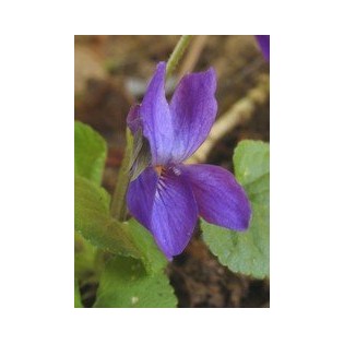 Violet -Violeta 7,5-30 ml.