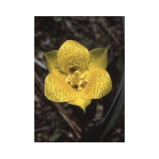 Yellow Star Tulip
