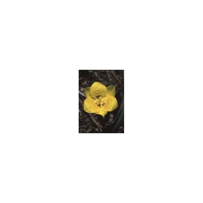 Yellow Star Tulip 7,5-30 ml.