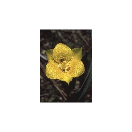 Yellow Star Tulip 7,5-30 ml.