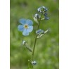 Mountain Forget-Me-Not