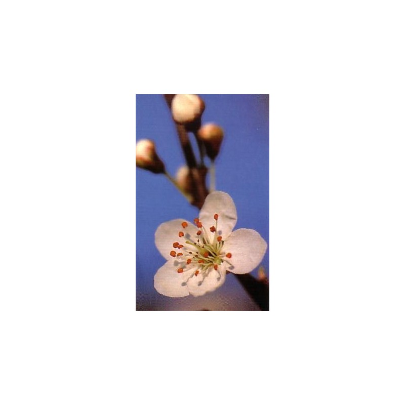 Cherry Plum - Cerasifera 15-30-100 ml.