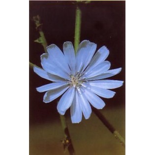 Chicory - Achicoria 15-30-100 ml.
