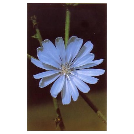 Chicory - Achicoria 15-30-100 ml.