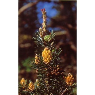 Pine - Pino 15-30-100 ml.