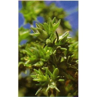 Scleranthus 15-30-100 ml.