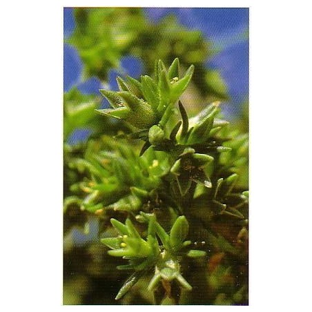 Scleranthus 15-30-100 ml.
