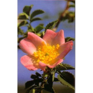 Wild Rose - Rosa Silvestre 15-30-100 ml.
