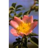 Wild Rose - Rosa Silvestre 15-30-100 ml.