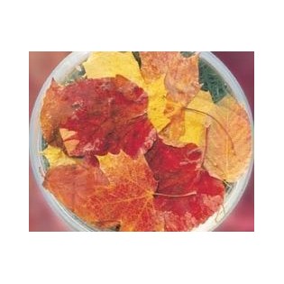 Autumn Leaves 15 ml.