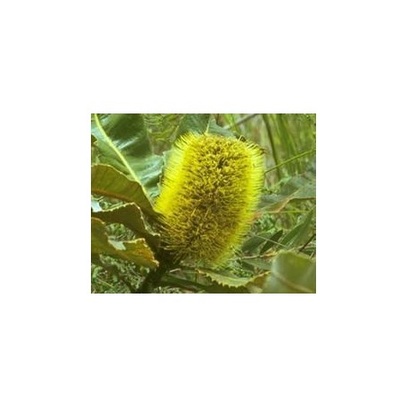 Banksia Robur 15 ml.