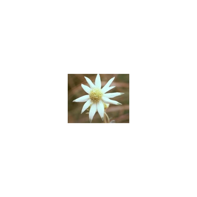 Flanel Flower 15 ml.