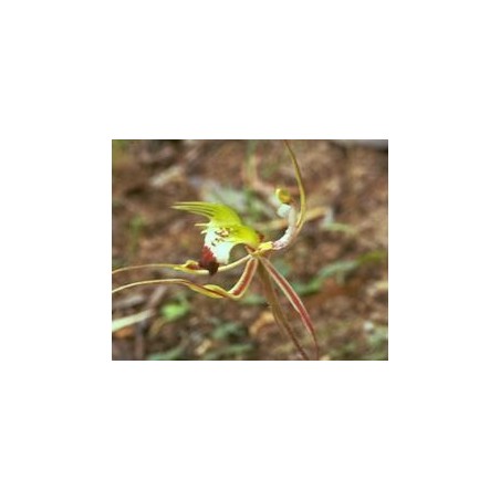 Green Spider Orchid 15 ml.