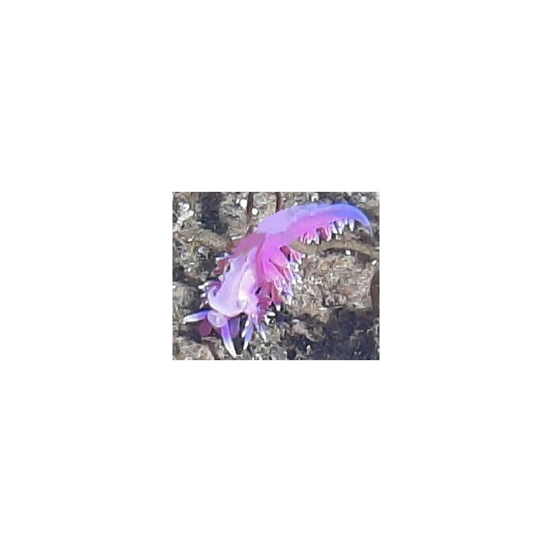 Flabellina rosa 15 ml.