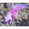 Pink Flabellina