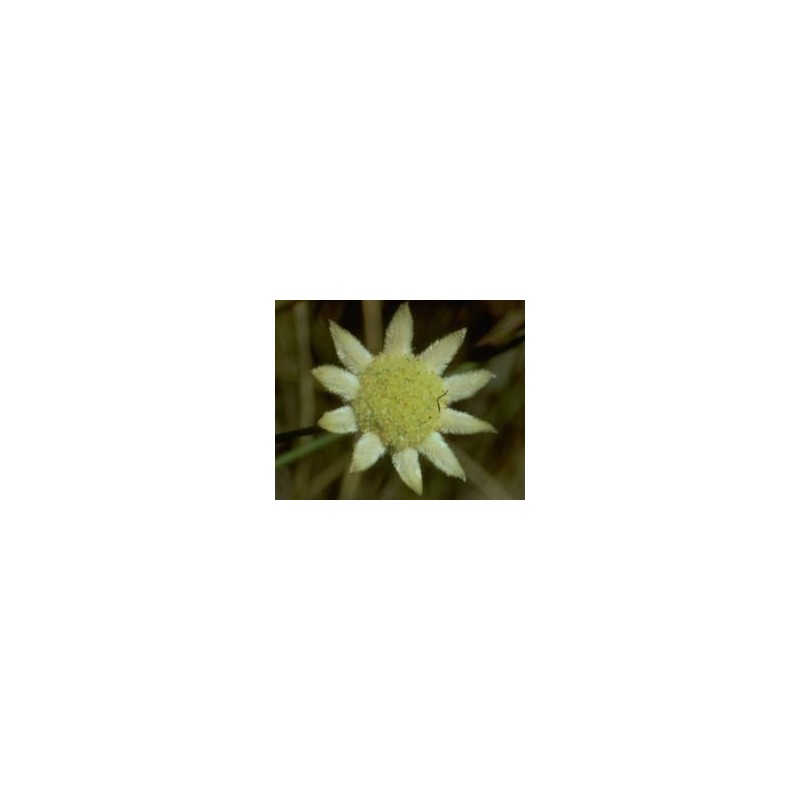 Little Flannel Flower 15 ml.