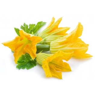 Squash - Calabacin 7,5-30 ml.