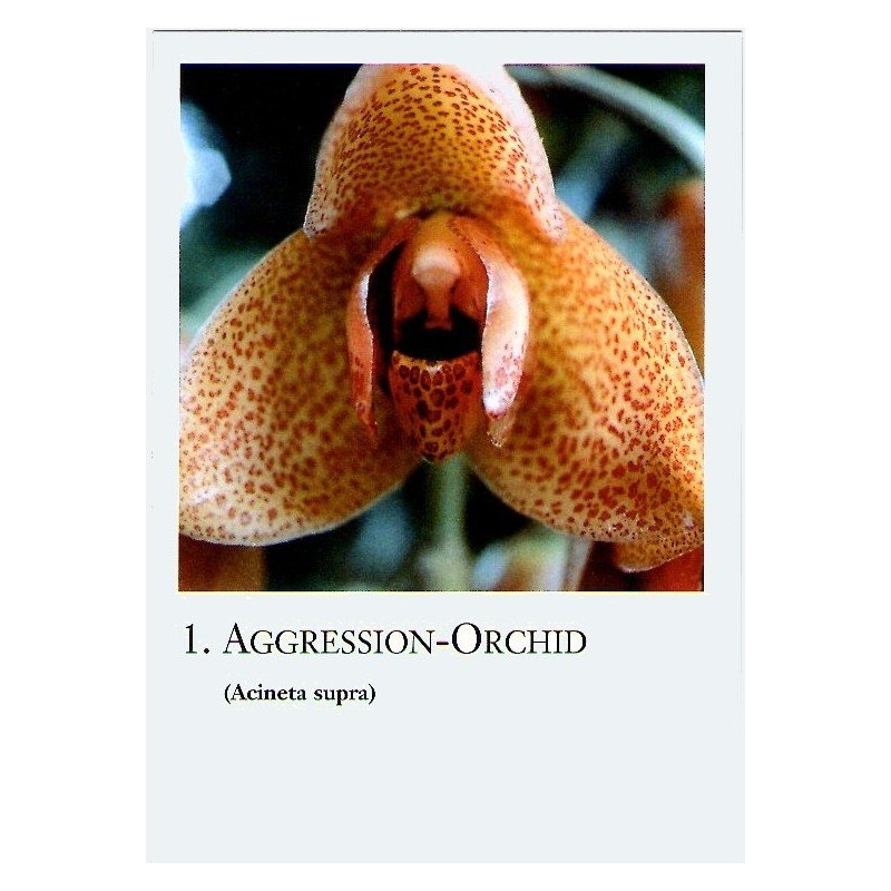 Lettres d'orchidée amazonienne - Korte
